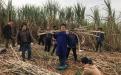 图3：在金光农场友谊分场进行田间测产验收
