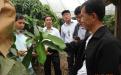泰国专家在本所进行芒果反季节栽培指导