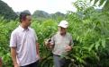David-教授考察凤山县核桃种苗繁育基地