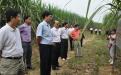 领导考察指导甘蔗生产