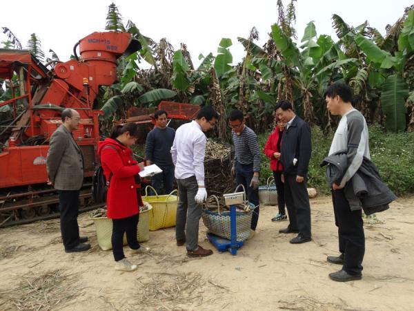 “甘蔗机械化砍收及配套栽培技术的研究”项目测定产量