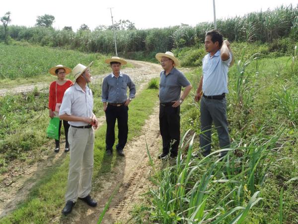 黄强所长一行深入甘蔗基地检查工作