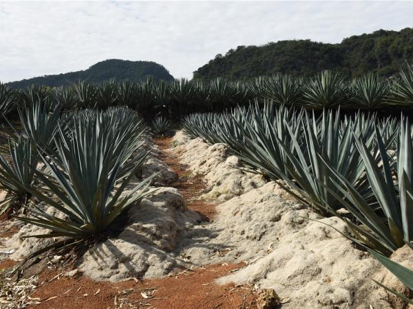 剑麻高产栽培