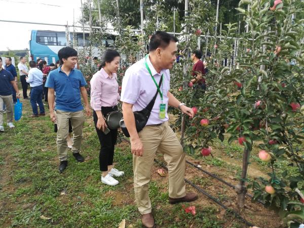 热作所科技人员参观苹果矮化砧苗木繁育基地