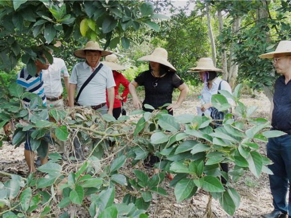 黄强一行参观油梨基地