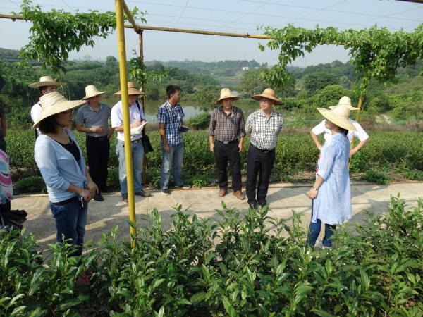 黄强所长带队对加工研究所茶园进行科研生产检查