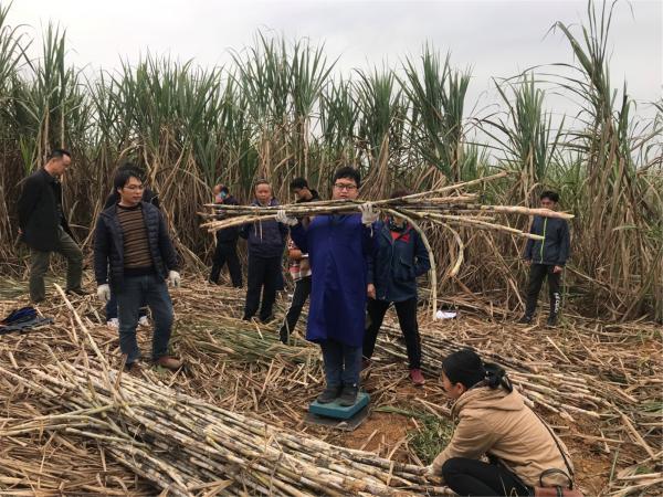 图3：在金光农场友谊分场进行田间测产验收