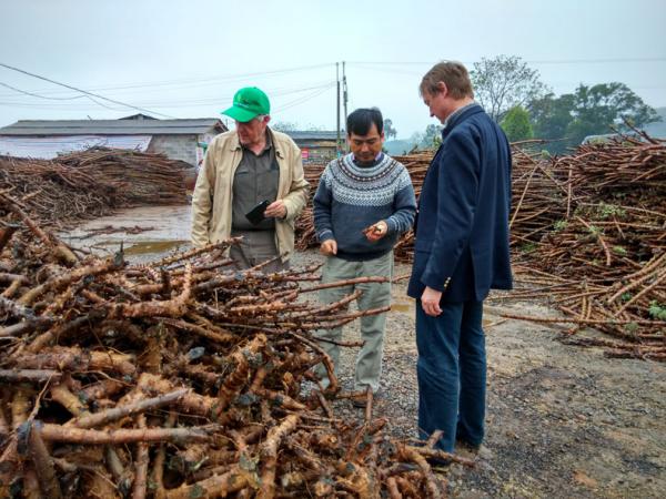 2015年世界木薯大会组委会代表考察武鸣县木薯生产基地（郭丽梅摄影）