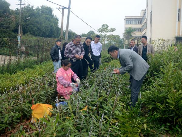 参观学习澳洲坚果苗嫁接技术