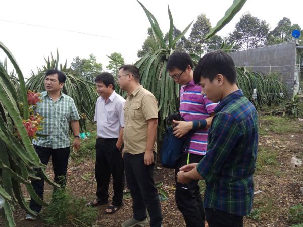 考察火龙果种植基地