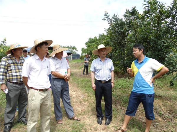 检查小组到坚果中心基地了解科研工作情况