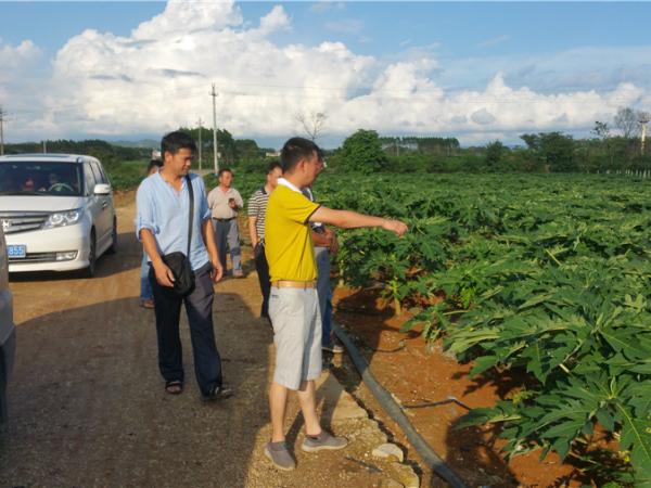 四川省凉山州会理县江竹乡政府人员参观番木瓜创新基地