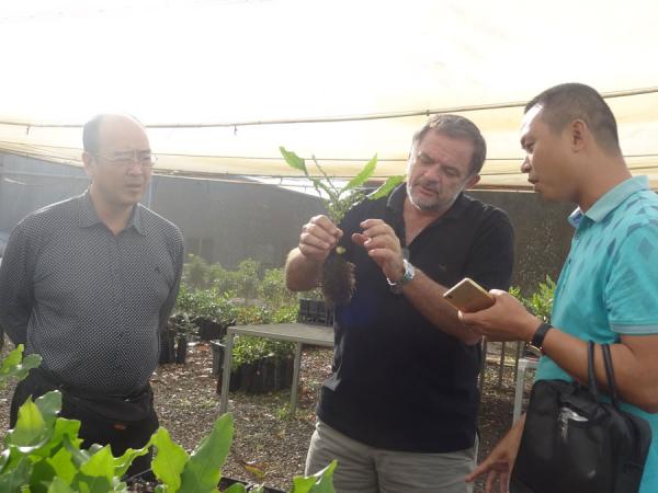 访问奥斯顿威尔澳洲坚果种植基地