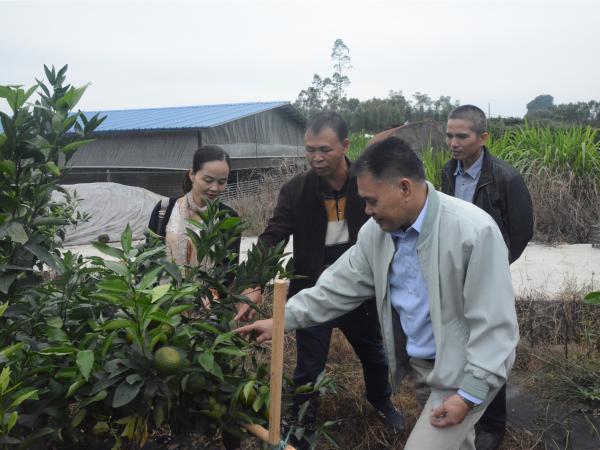 实地考察沃柑种植基地