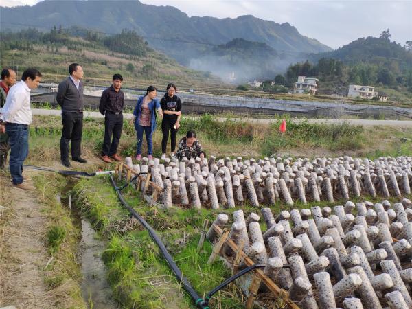 本洞村黑木耳基地查看