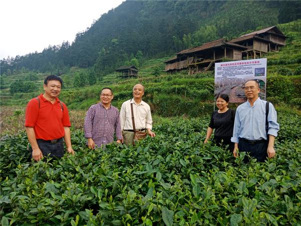 在安太乡江竹村原生态保护茶园基地测产