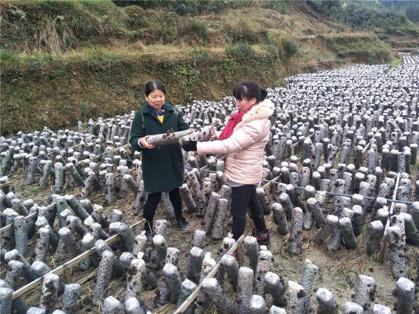 叶雪英特派员到江竹村黑木耳基地指导