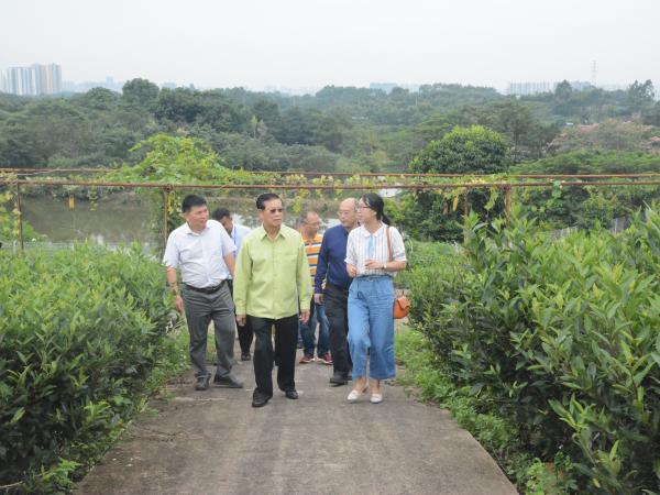 参观都市生态茶园