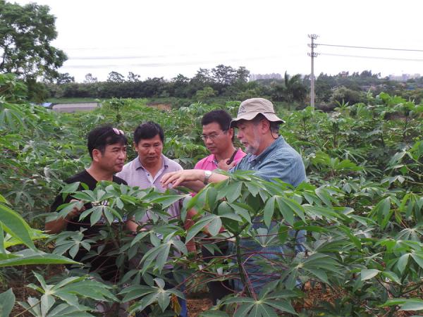 CIAT木薯育种专家参观“广西木薯良种中心”的“开花调控”育种基地