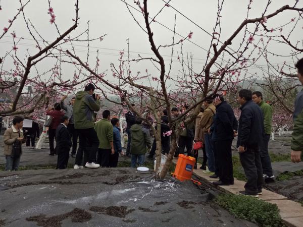 参观桃树试验示范基地