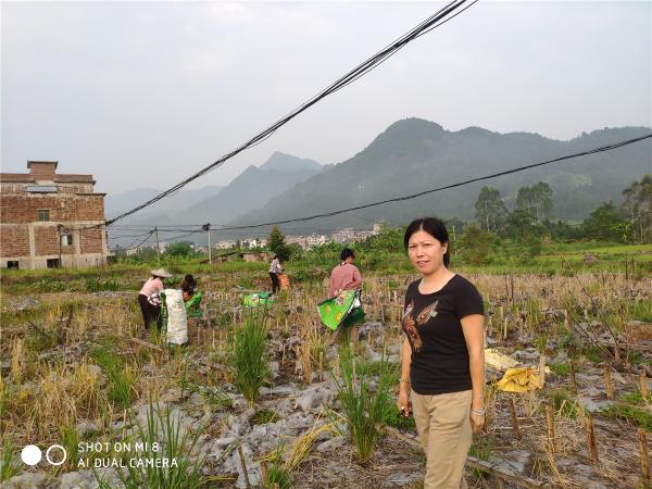 指导清理和消毒黑木耳种植场地