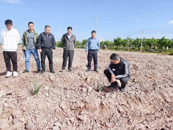 南宁剑麻试验站站长陈涛现场勘察剑麻种植情况