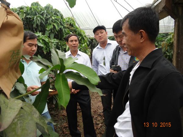 泰国专家在本所进行芒果反季节栽培指导