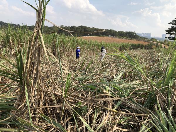  科技特派员在热作所甘蔗基地准备蔗种