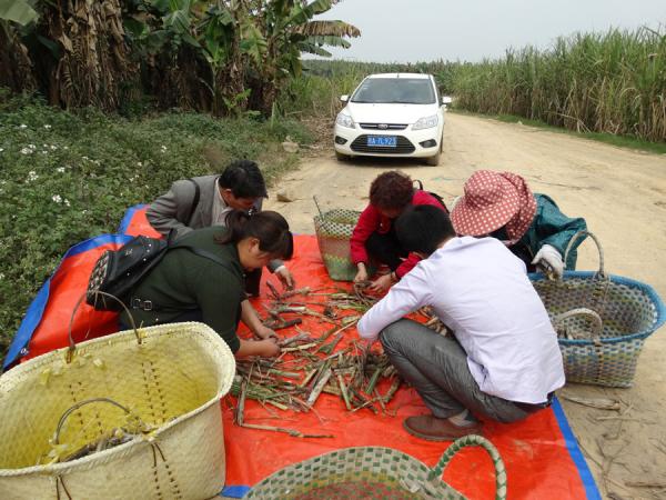 “甘蔗机械化砍收及配套栽培技术的研究”项目分拣杂质