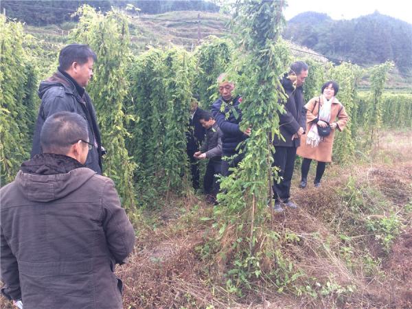 毛鸡骨草基地现场查定