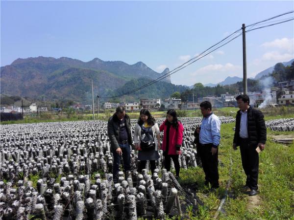 在基地交流黑木耳管理技术