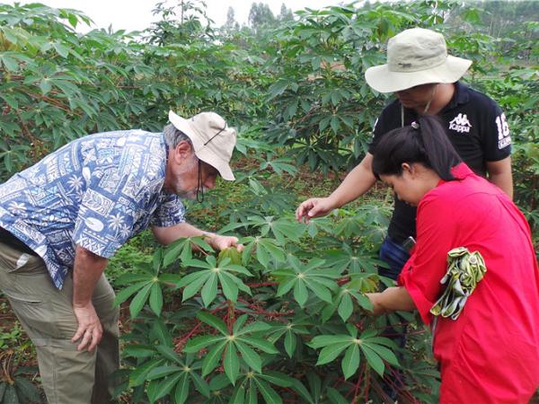 CIAT专家来访学习木薯开花调控技术