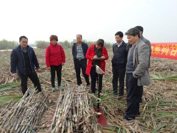 “桂热系列甘蔗优良品种（系）选育”项目测定产量