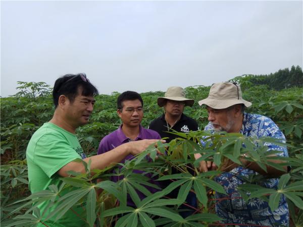 木薯开花诱导