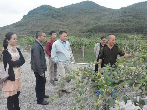 实地考察大青枣种植基地