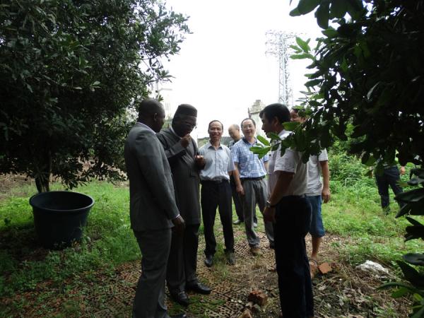 金大刚副局长陪同尼日利亚来宾实地参观考察澳洲坚果种质资源圃