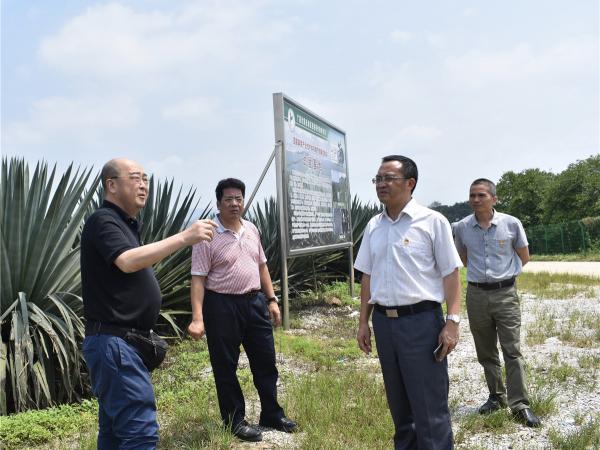 唐咸来副厅长和黄强所长在热作所剑麻试验基地调研