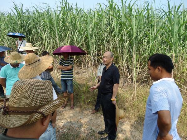 黄强所长带队对第二试验区甘蔗基地进行科研生产检查