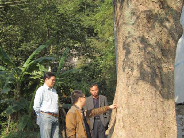 杨伟林副局长实地调研古树保护情况