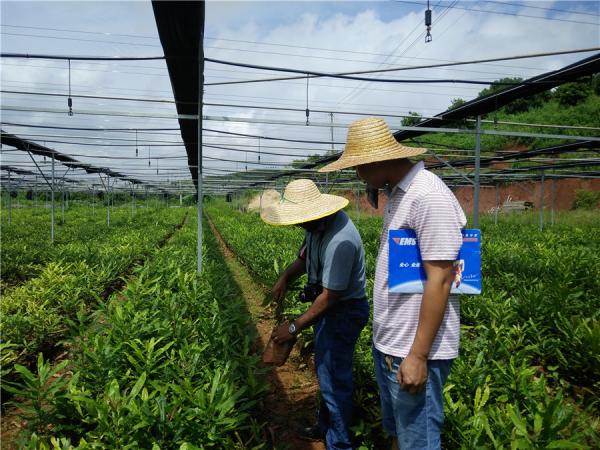 到南宁市香树园有限公司考察育苗情况