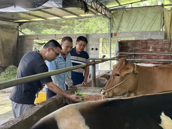  陈涛一行参观麻渣饲养肉牛基地