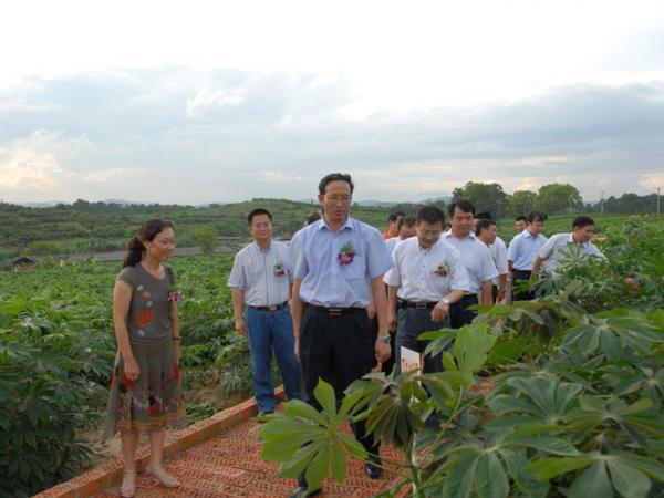 广西自治区副主席陈章良、科技厅厅长陈大克等领导视察我所木薯试验基地