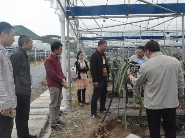 实地考察火龙果种植基地