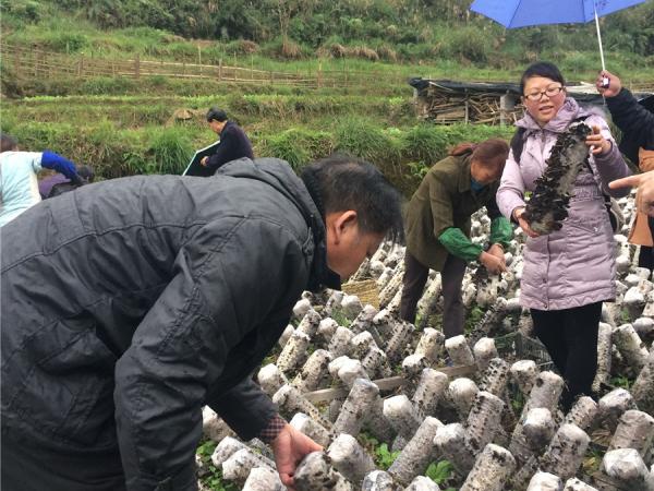 黑木耳基地现场查定