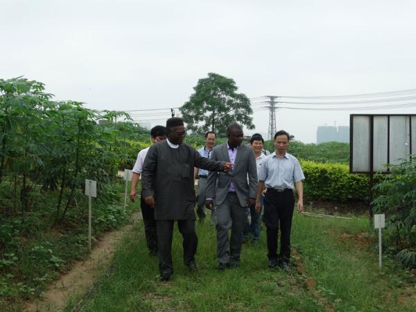金大刚副局长陪同尼日利亚来宾实地参观考察木薯种质资源圃