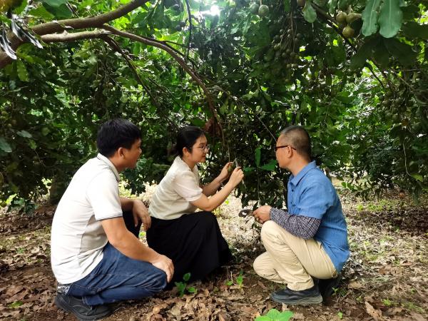 科技人员开展澳洲坚果采收关键技术指导
