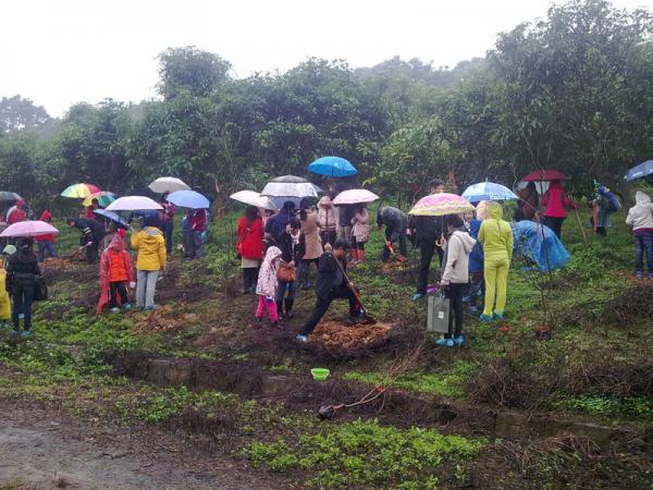 滨湖路小学冒雨开展植树活动