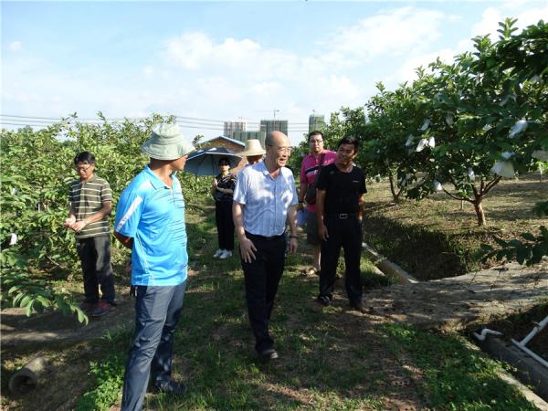 检查小组到水果中心基地了解科研情况