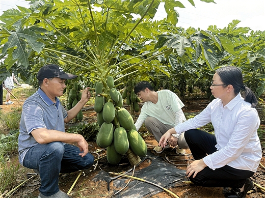 广西热作所专家陈燕（右一）在横州市“桂热1号”番木瓜种植基地，对种植户进行技术指导。.jpg
