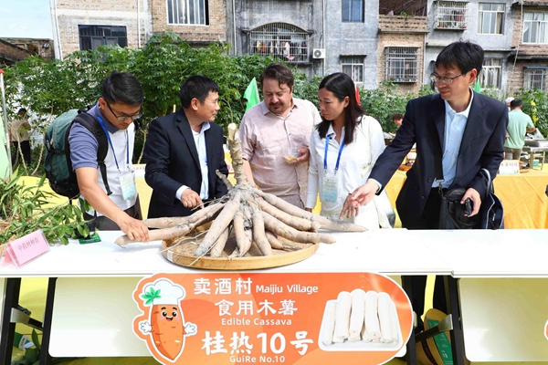 1762743313809160.jpg 与会人员观摩2025年兴业县农民丰收节上的木薯“桂热10号”。主办方供图_副本.jpg